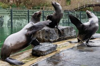 Pražská zoo: obvinění ze šikany, stovky hodin práce zdarma, nízký plat - Seznam Zprávy